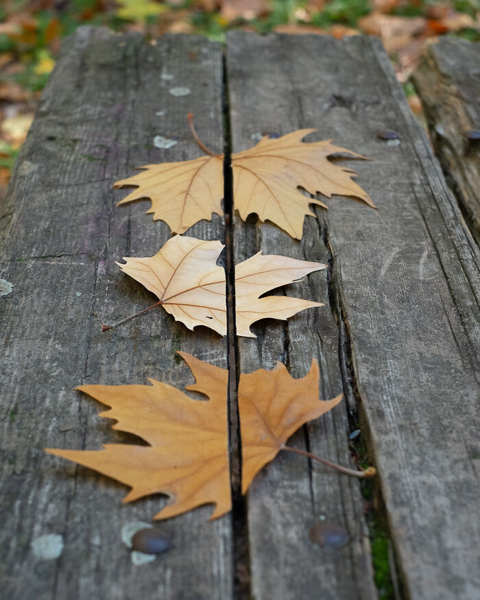 Leaves perfectly aligned with a gap in the wooden bench, creating an optical illusion in The Coincidence Project photo.