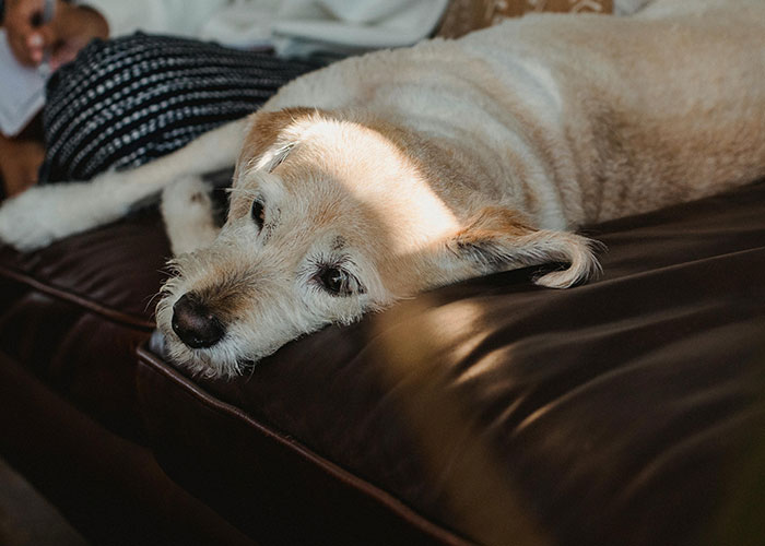 A dog lying on a brown couch, looking tired, with sunlight illuminating its face, representing pets in everyday situations.