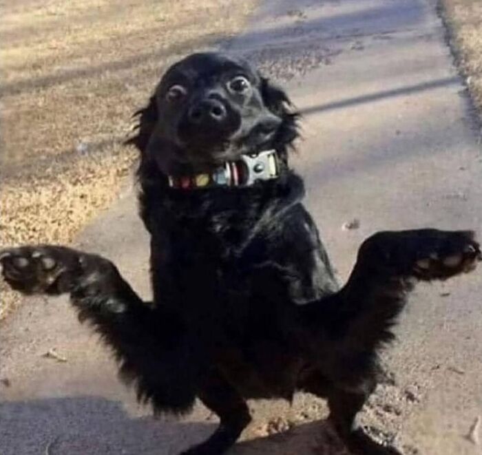 Black dog on a path with a humorous expression, capturing an animal in goblin mode.