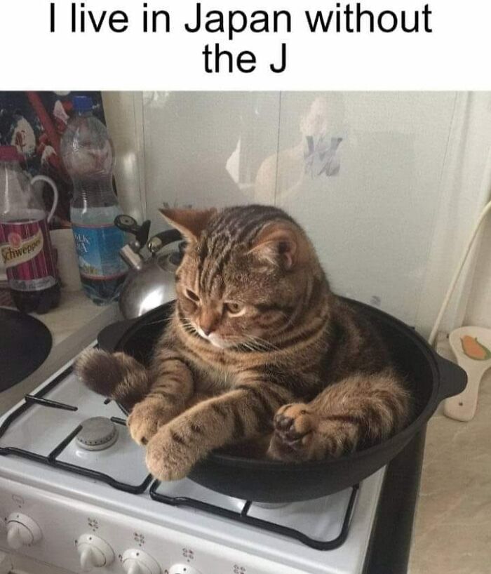 Cat bringing positivity, sitting in a pan on a stove, with a playful caption above it.
