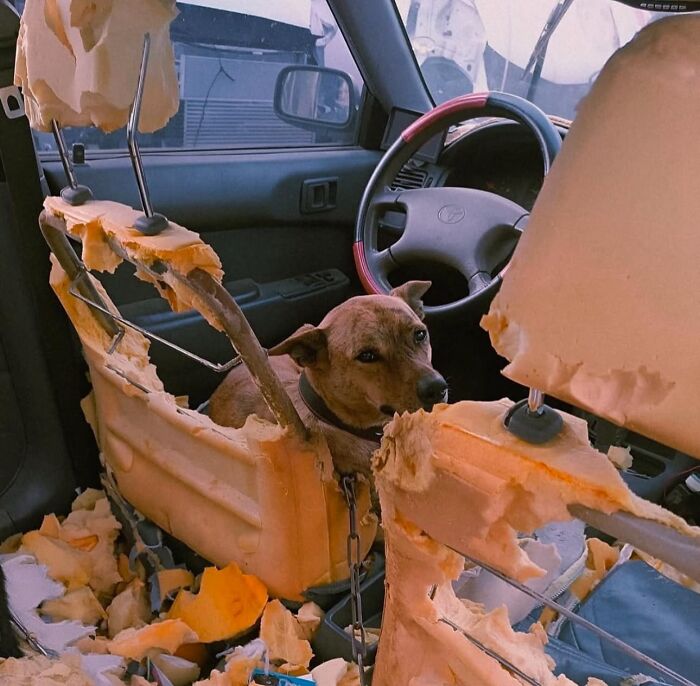 Dog in a car with destroyed seats, showcasing hilarious animal goblin mode behavior.