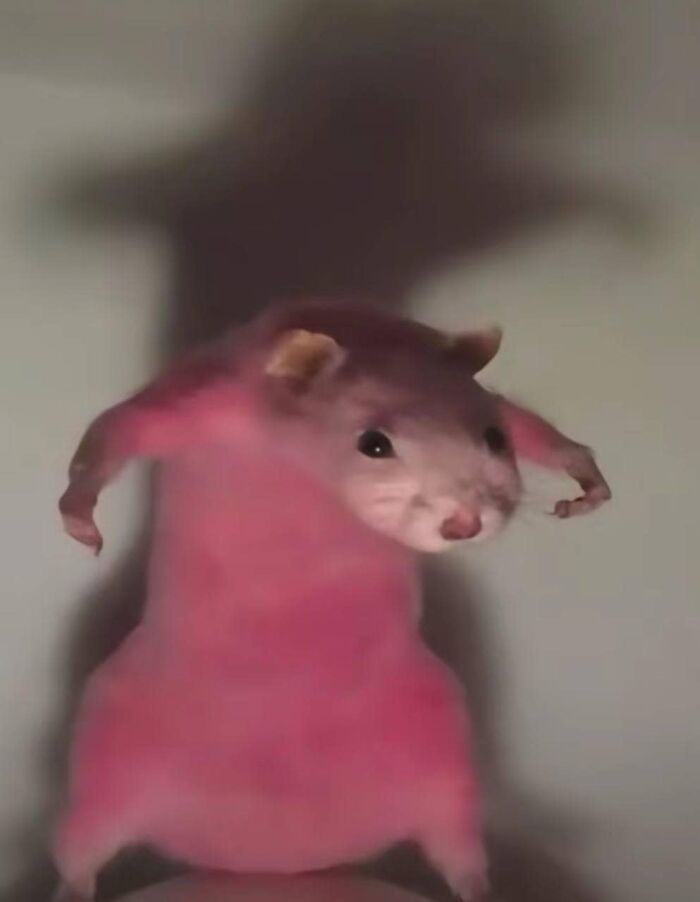Hámster rosa actuando sin sentido, con sombra detrás, ilustrando su modo goblin.