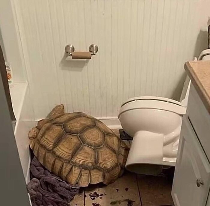 Tortuga actuando sin sentido en el baño, junto al inodoro.