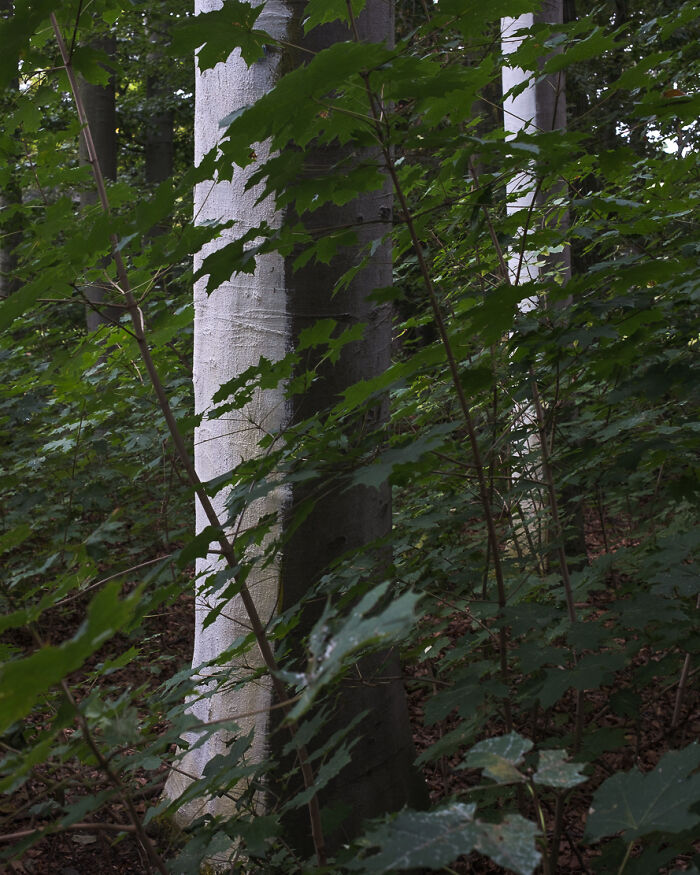 Tree trunks blend seamlessly with leaves, creating intriguing visual coincidences in a dense forest setting.