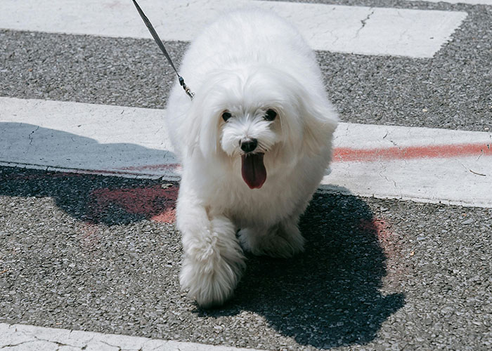 White dog on a leash crossing the street, related to disturbing pet behavior stories.