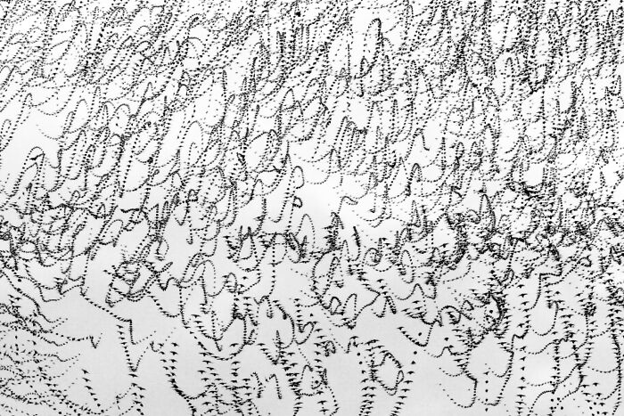 Migrating birds' flight patterns captured in Kathryn Cooper's breathtaking photo reveal intricate aerial designs.