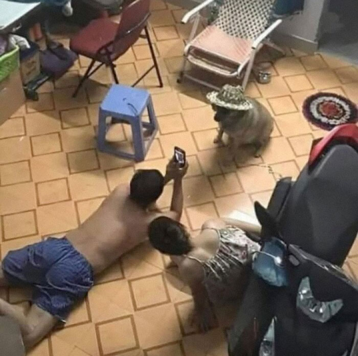 A couple on the floor photographing a dog in a hat; a weird image worth seeing in a domestic setting.