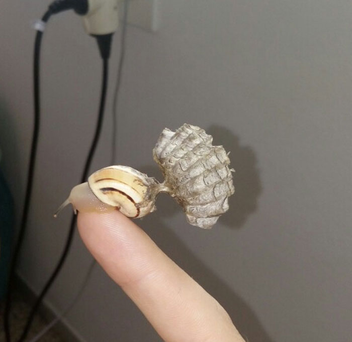 Caracol inusual sobre un dedo, mostrando una estructura extraña.