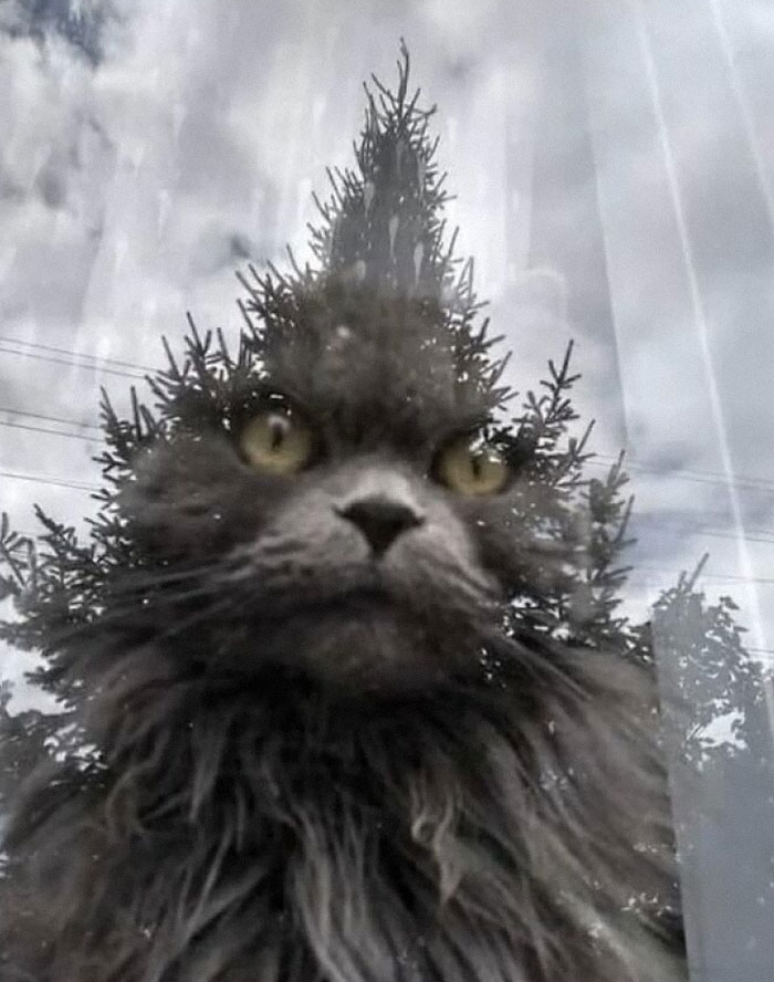 Gato con reflejo curioso de árbol en el cristal, creando una imagen rara y divertida.