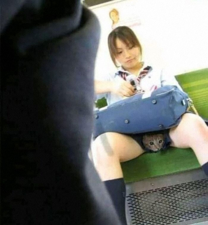 Person on a train with a cat peeking out from a bag below, showcasing one of the weird images worth seeing.