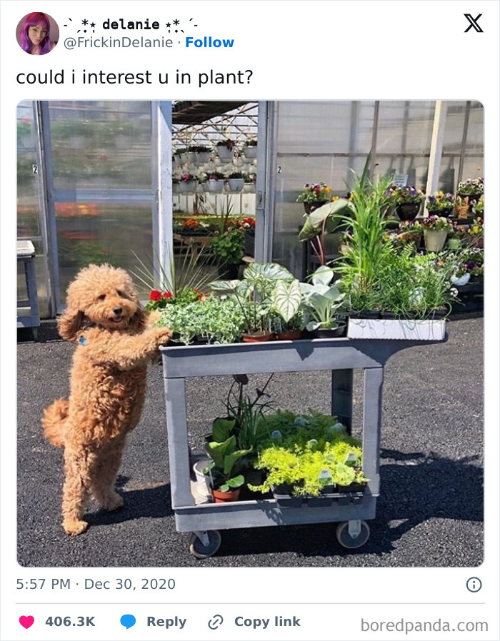 Dog standing by a plant cart in greenhouse, showcasing uplifting positivity.