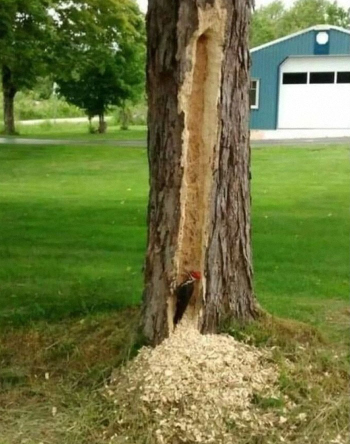Pájaro carpintero haciendo un hueco inusual en un árbol en una escena que parece extraña.