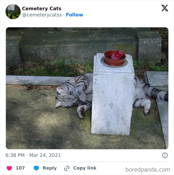 Cute cemetery cat sleeping peacefully beside a gravestone with a red rose on top.