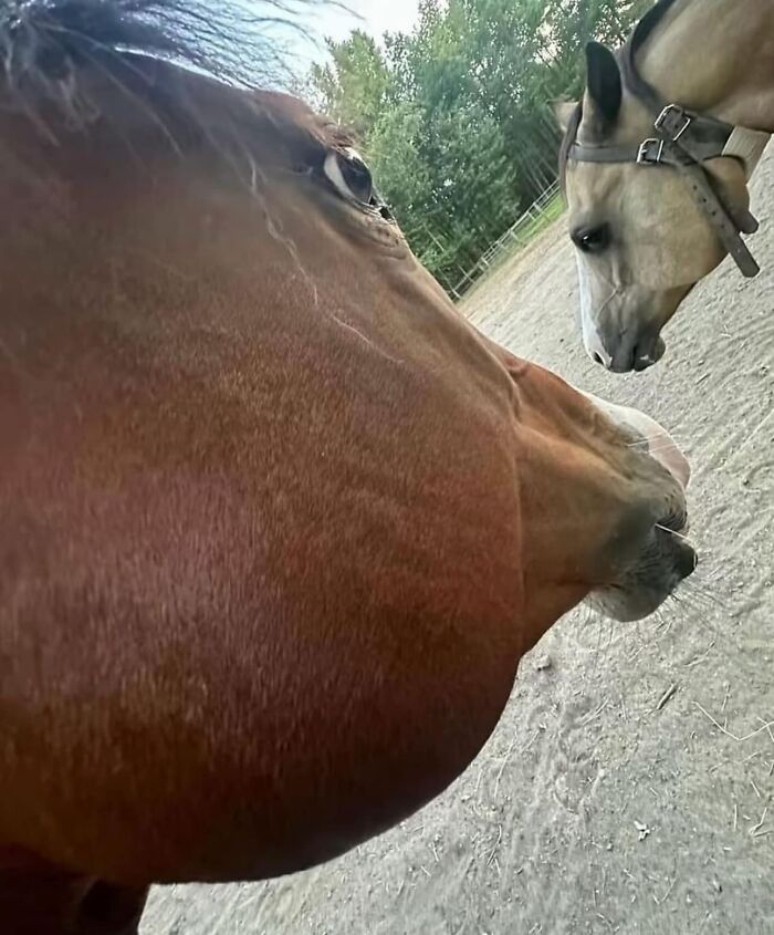 Two horses interacting humorously in a dirt paddock, showcasing animals in goblin mode.