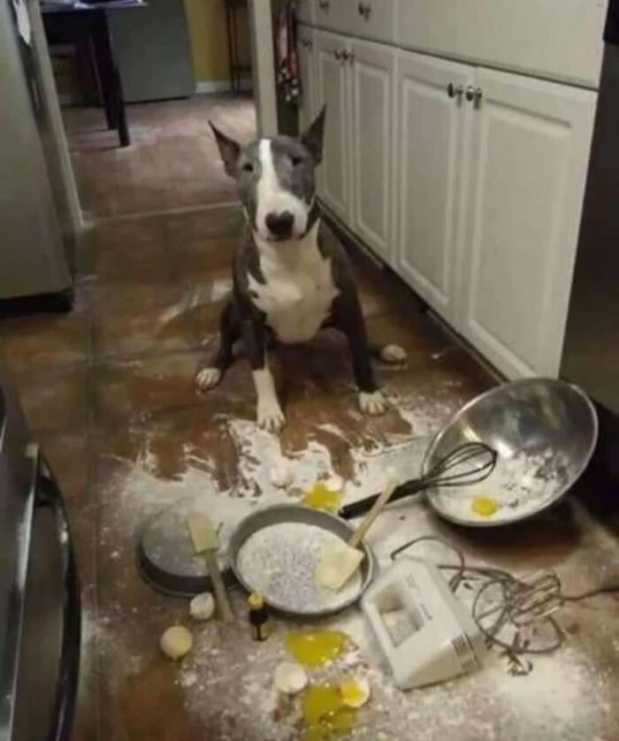 Dog in kitchen with spilt flour and baking tools, embodying hilarious goblin mode.
