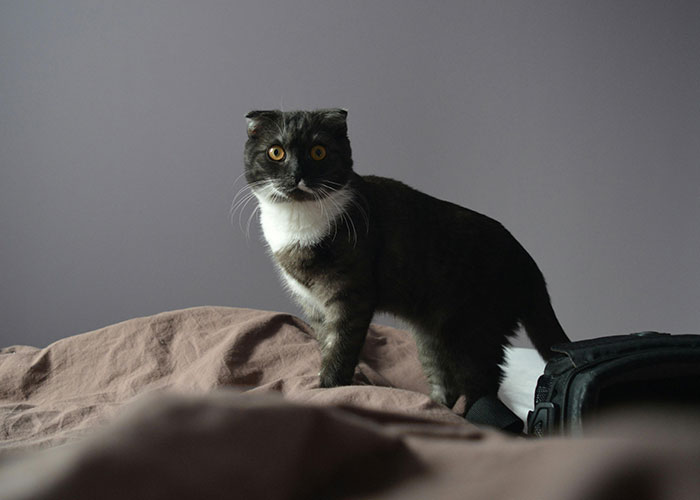 A startled cat with wide eyes on a bed, possibly caught in mischief, illustrating worst pet moments.