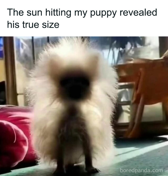 Fluffy puppy in sunlight resembling a shadow, creating a humorous, uplifting meme for positivity.