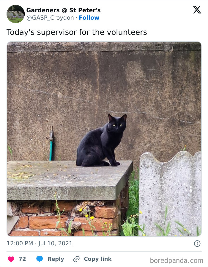 Black cat sitting on a tombstone in a cemetery, surrounded by greenery. Perfect example of cute cemetery cats.