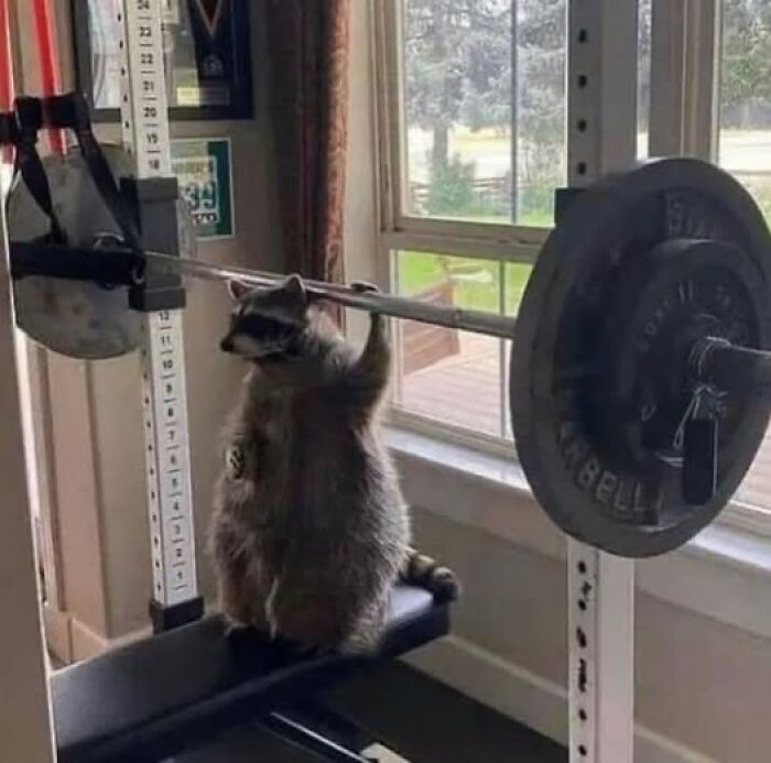 Mapache sosteniendo una barra de pesas en un gimnasio doméstico, imagen rara y divertida.