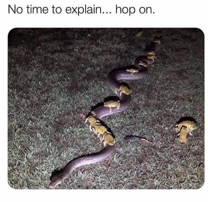 Snake carrying frogs across grass at night, conveying positivity through teamwork.