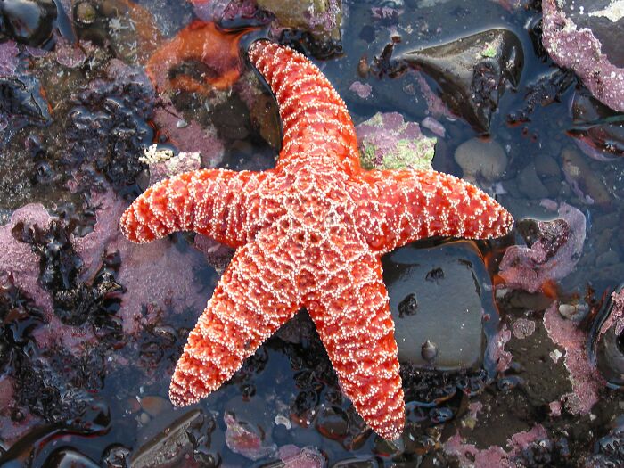 Red starfish on a rocky shore, showcasing fun animal facts with its vibrant color and unique texture.