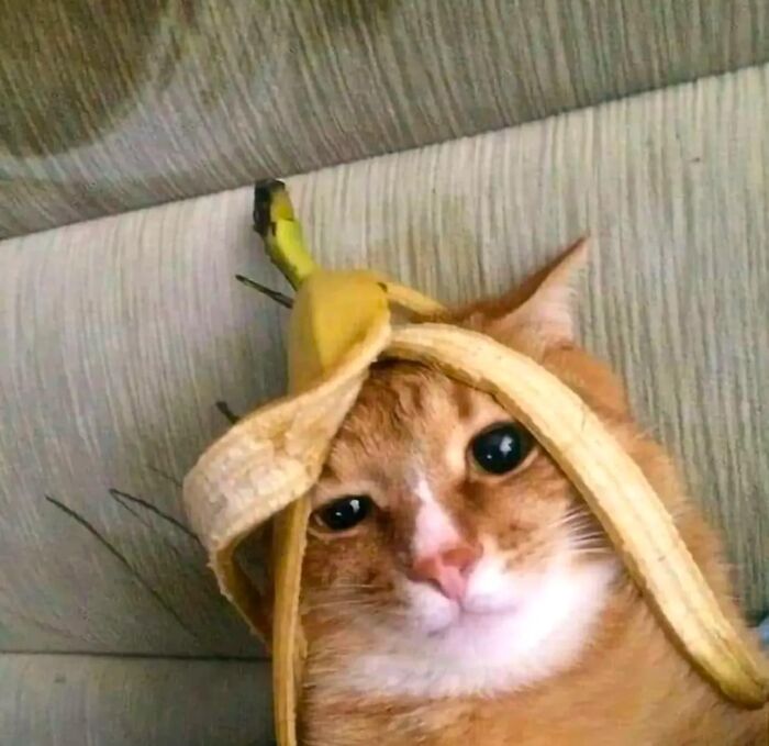 Cat in "goblin mode" wearing a banana peel as a hat, displaying a whimsical expression.