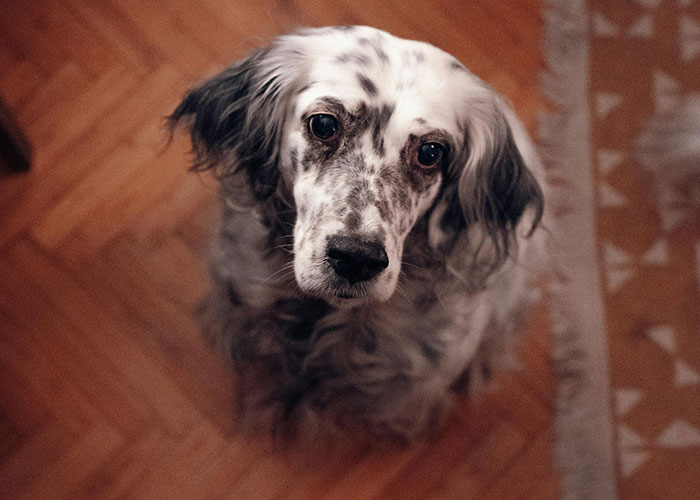 A black and white dog with a curious expression sitting on a wooden floor.