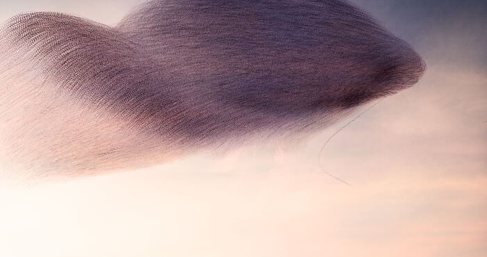 Migrating birds create intricate flight patterns in the sky, captured by Kathryn Cooper.