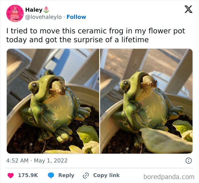 Ceramic frog in a flower pot with a real frog on top, creating an uplifting and positive moment.