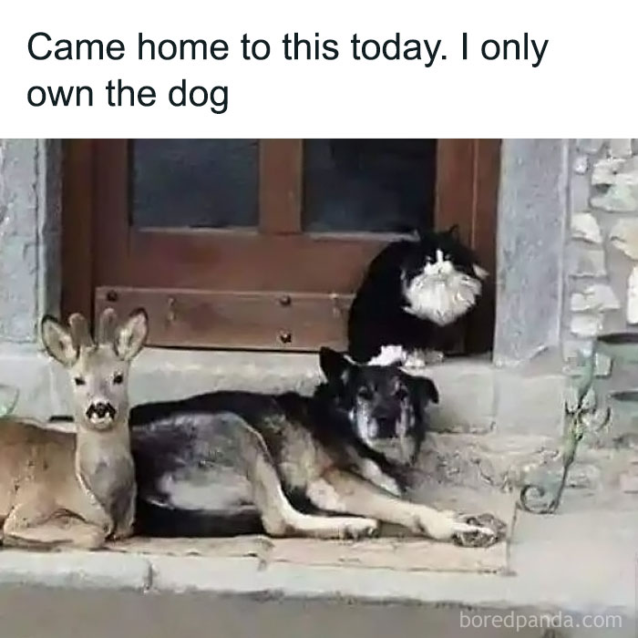 Deer, dog, and cat lounging together on a doorstep, spreading positivity with their unexpected friendship.