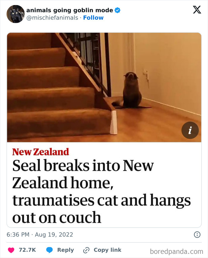 Seal sits inside a New Zealand home after amusing entry, highlighted in a hilarious news headline.