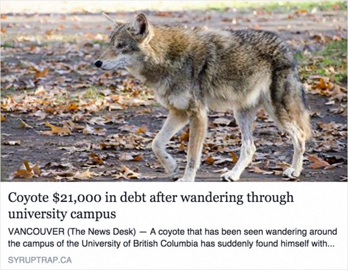 Coyote on campus, linked to hilarious news headlines, in autumn setting.