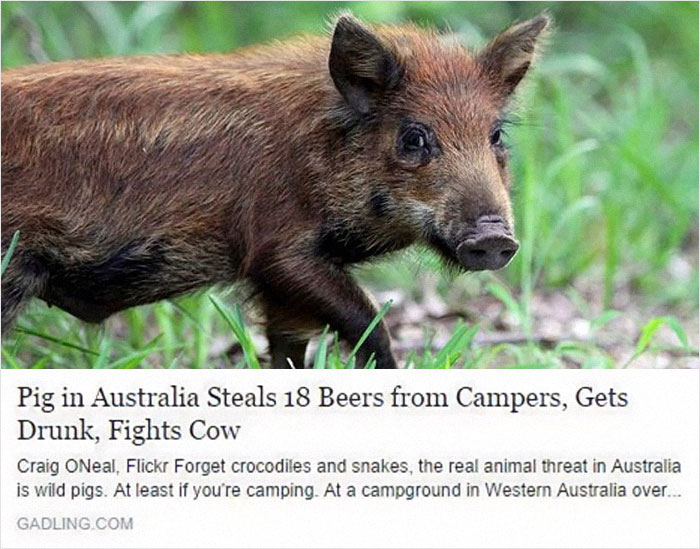 Wild pig in grass, related to hilarious news headlines about its antics involving beer theft and a cow encounter in Australia.