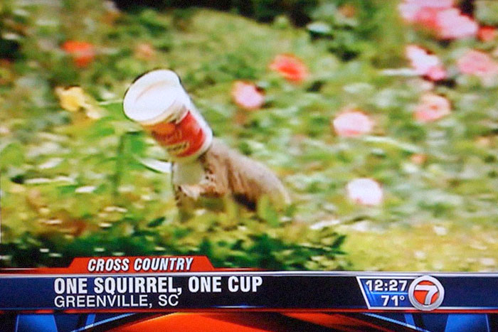 Squirrel with a cup stuck on its head in a garden, featured in a hilarious news headline from Greenville, SC.