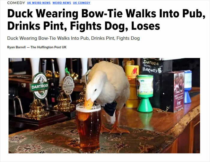 Duck in bow-tie at pub bar with pint, representing hilarious news headlines.