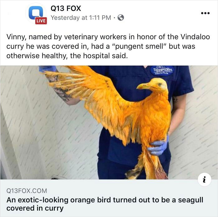 Veterinary worker holding an orange bird covered in curry, illustrating a funny story for Hilarious-News-Headlines.