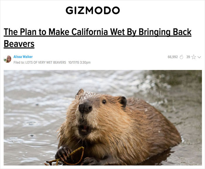 Beaver swimming in water under a headline about a humorous environmental plan. Hilarious-News-Headlines theme.