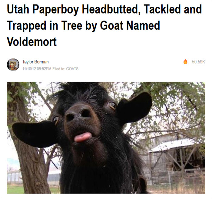 Goat with tongue out next to hilarious news headline about a paperboy in Utah.