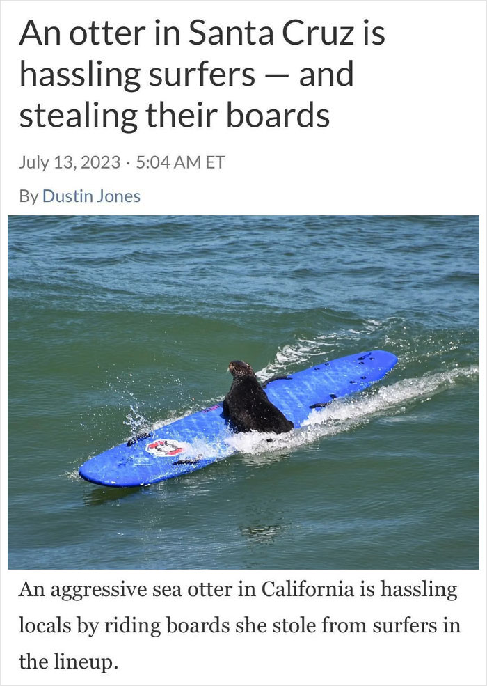 Sea otter humorously rides stolen surfboard on Santa Cruz waves.