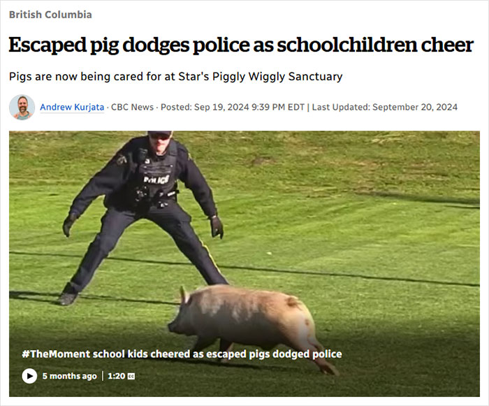 Police chase pig while schoolchildren cheer, showcasing hilarious news headlines in British Columbia.