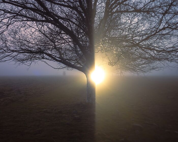 Sunlight perfectly aligned behind a tree, creating a visually striking coincidence in a foggy landscape.