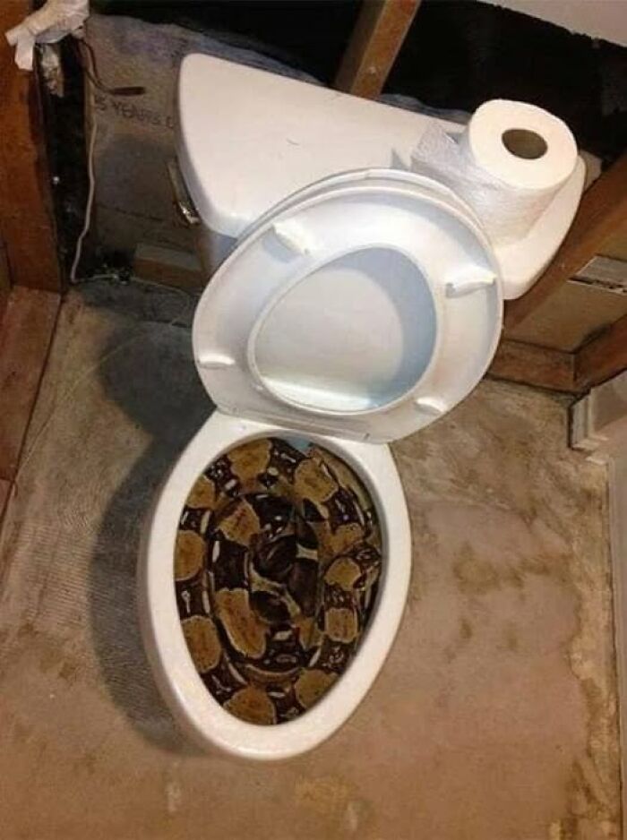 Serpiente en un inodoro en un cuarto de baño desgastado, mostrando una imagen rara e impactante.