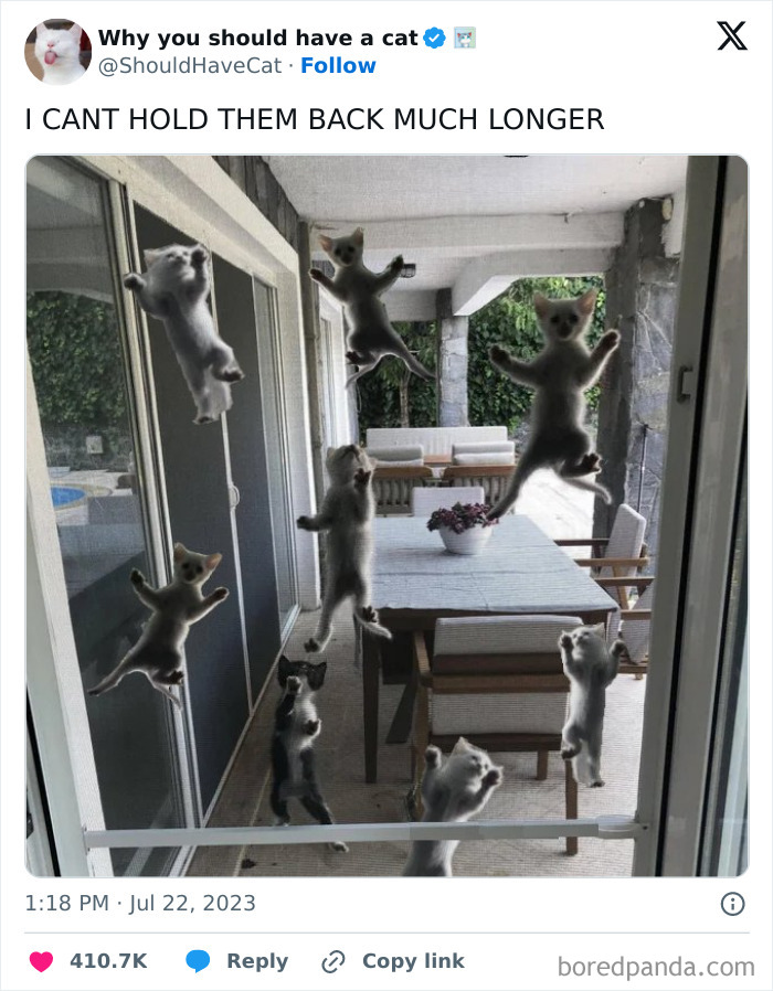 Kittens climbing a glass door, creating a scene of positivity and humor on a sunny patio.