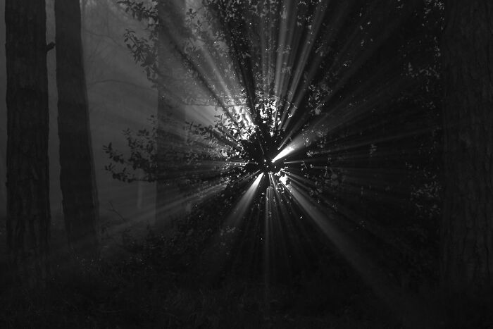 Sunlight beams through trees in a forest, creating a striking visual effect. Part of The Coincidence Project series.