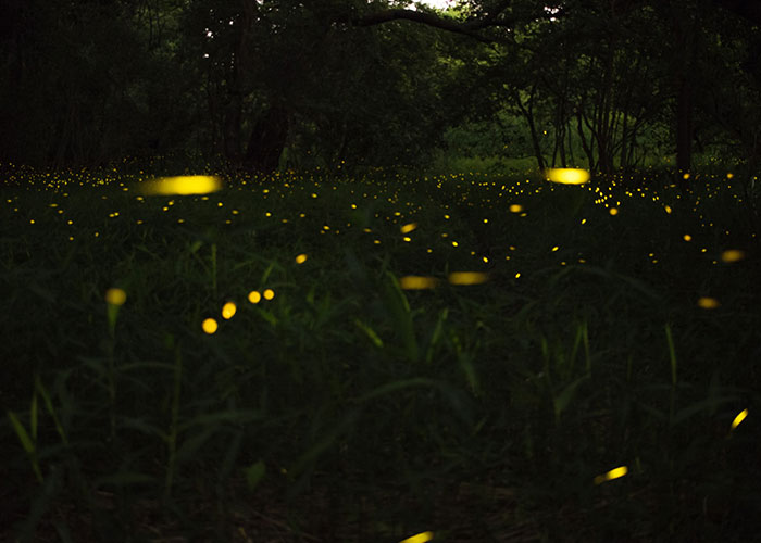Glowing fireflies in a dark forest provide a delightfully wholesome and serene atmosphere.