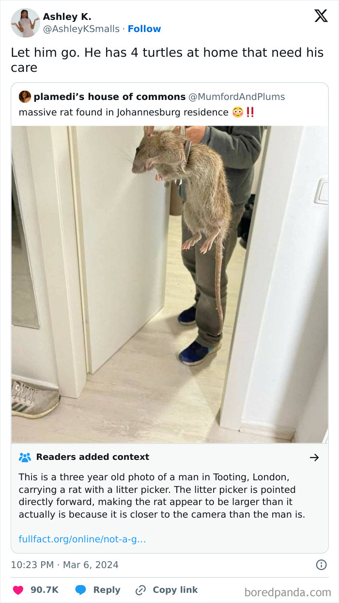 Massive rat held in a home setting, reflecting men's humor with a funny twist on unexpected pet care needs.