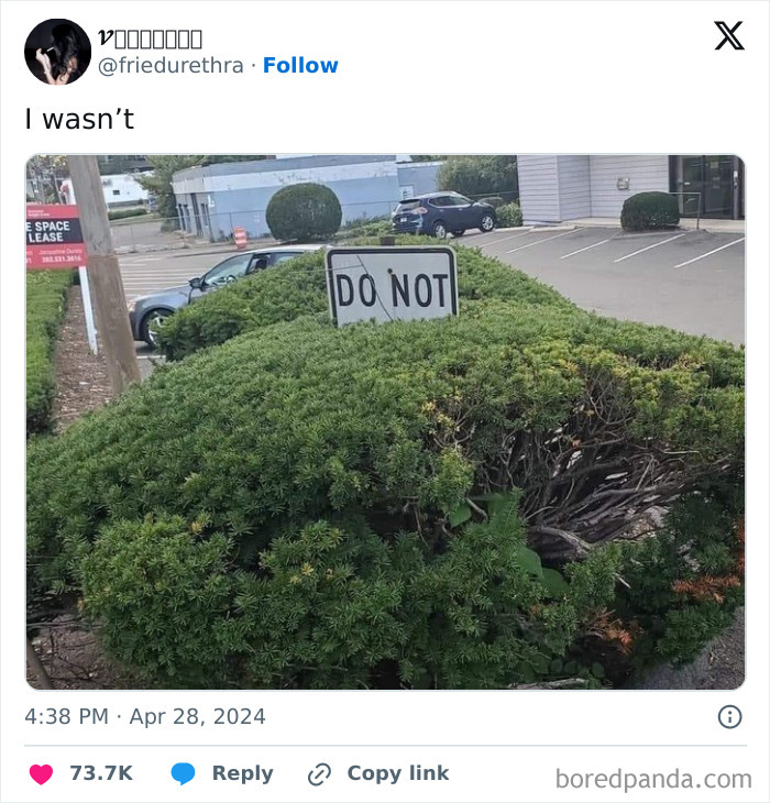 A hedge uniquely trims around a "Do Not" sign in a parking lot, showcasing creative garden design.