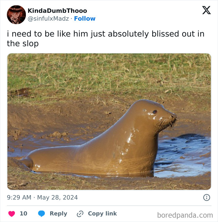 Seal blissfully relaxing, covered in mud, embodying the spirit of goblin mode.