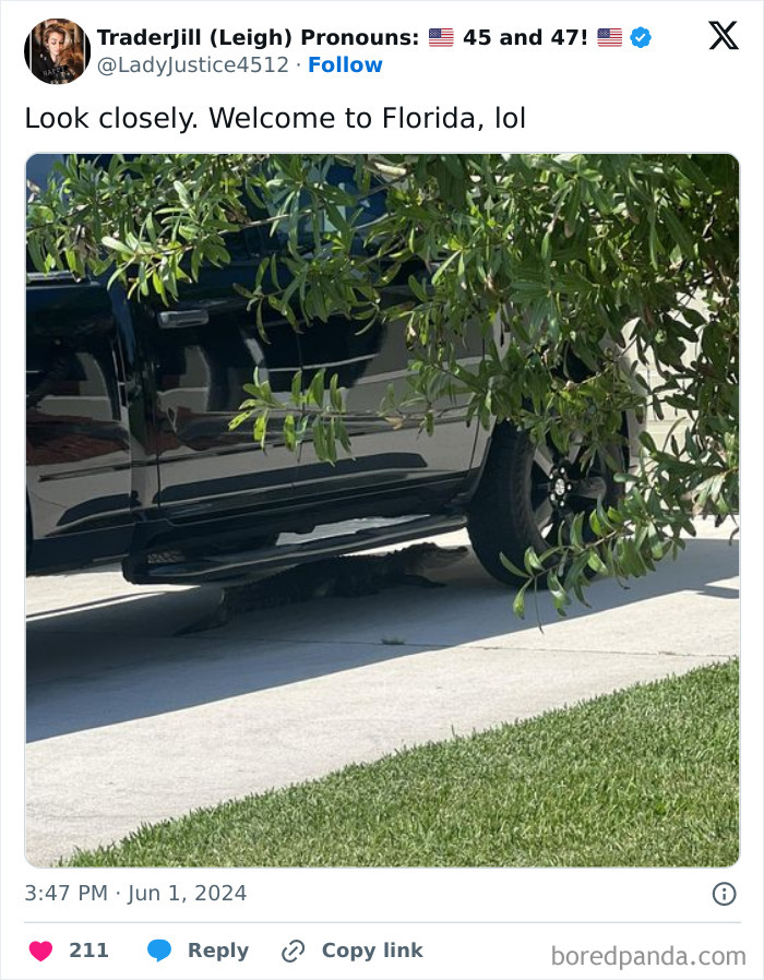 Alligator hiding under a parked black truck in Florida.