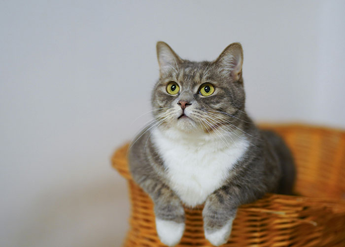 Gray cat with white chest sitting in a wicker basket.
